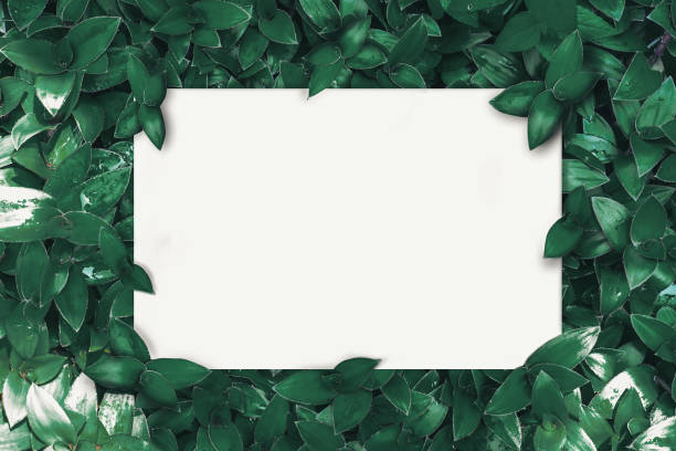 istock The white space that is used to add text that has leaves as a background. 1143076997