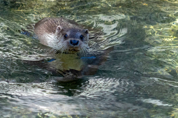 istock Otter in a river portrait 1143077015