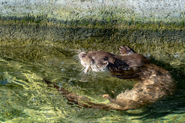 istock Otter in a river portrait 1143077043