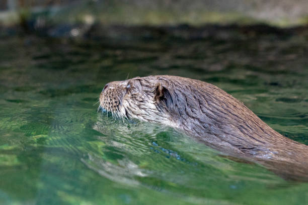istock Otter in a river portrait 1143077074