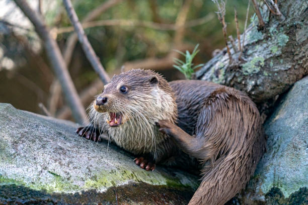 istock Otter in a river portrait 1143077082