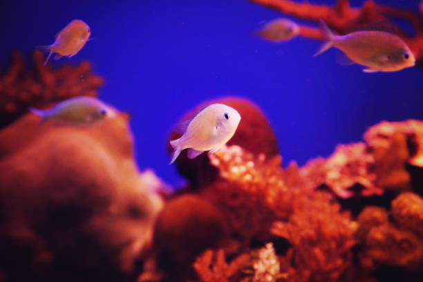 Underwater coral reef in red sea