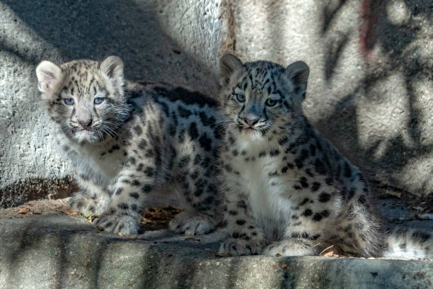 istock Snow leopard newborn puppy baby 1143077132