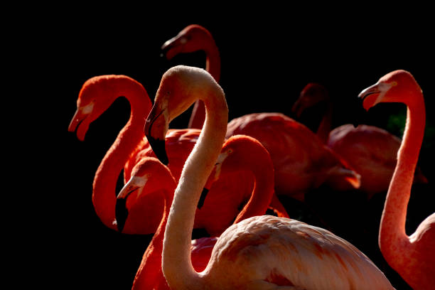 istock pink flamingo isolated on black 1143077341