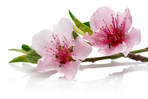 istock Almond flowers with leaves isolated on white 1143077956