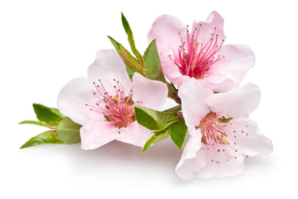 istock Almond flowers with leaves isolated on white 1143078012