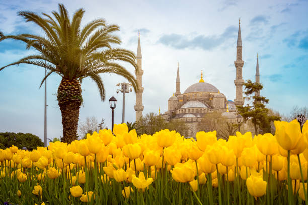 moschea blu (sultan ahmet camii), istanbul, turchia. palme e tulipani gialli nella prima tappa di una bella giornata primaverile. - cupola asia turkey istanbul foto e immagini stock