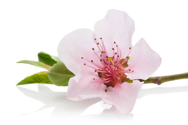 istock Almond flowers with leaves isolated on white 1143078282