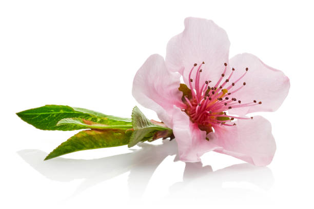 istock Almond flowers with leaves isolated on white 1143078350