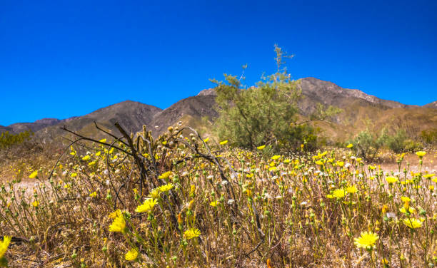istock If you are a flower. 1143079789