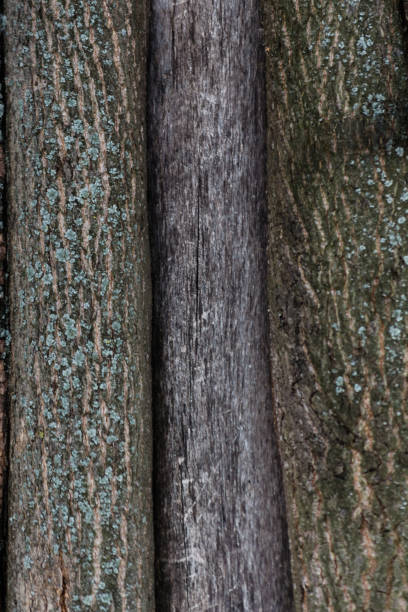 istock Embossed texture of the bark of a tree. Old wood tree texture pattern wallpaper. Ecology and nature concept background 1143079801