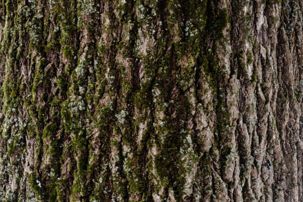 istock Embossed texture of the bark of a tree with moss on it. Wood tree texture pattern wallpaper. Ecology concept background 1143079805