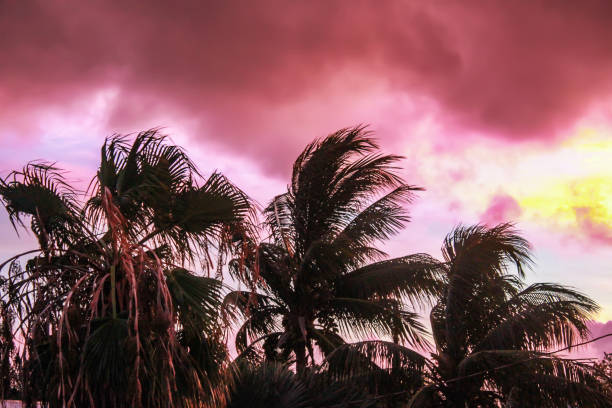 il bordo della tempesta - palme sagomato contro uno strano cielo rosa e turchese e giallo mentre una tempesta tropicale passa nelle vicinanze - tempesta tropicale foto e immagini stock