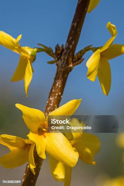 Forsythia Lynwood Flowers Stock Photo - Download Image Now - Beauty, Beauty In Nature, Blossom