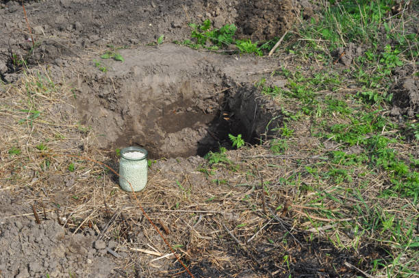 istock Tree organic fertilization with compost in digging hole. Ammonium nitrate fertilizer for fruit tree planting. Tutorial. 1143082779