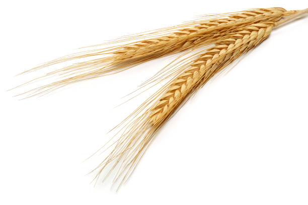 istock Bunch of wheat ears isolated on white 1143082855