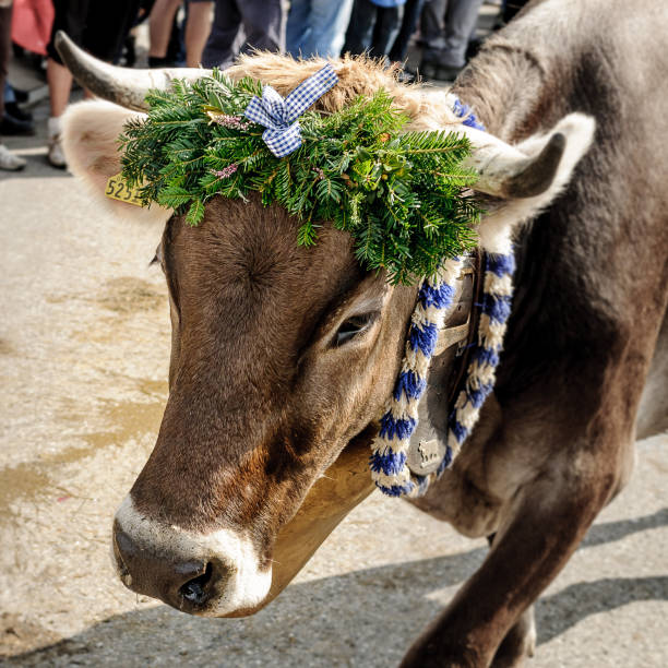 OBERMAISELSTEIN, BAVARIA / GERMANY - SEPTEMBER 23 2017: adorned cattle at the traditional annual Almabtrieb / Viehscheid in Allgaeu