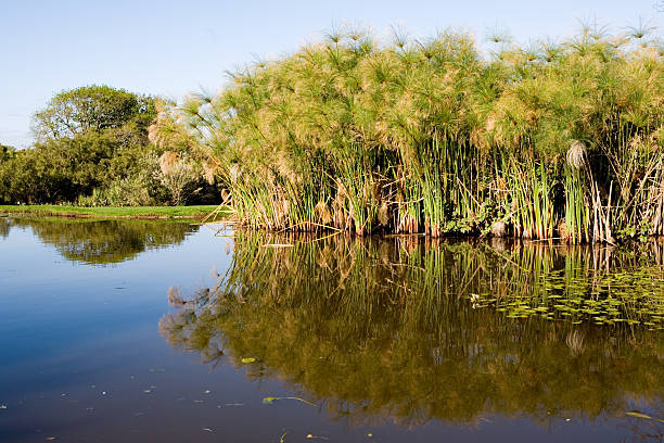 Papyrus reflected in lake  papyrus ancient egyptian culture reed sun stock pictures, royalty-free photos & images