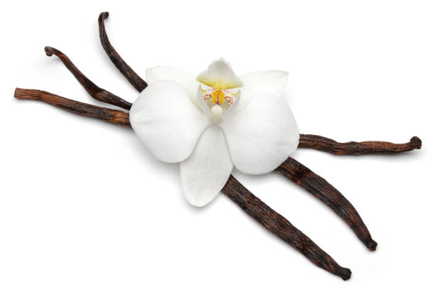 istock Vanilla sticks with orchid flower isolated on white 1143083211