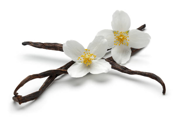 istock Vanilla sticks with jasmine flowers isolated 1143083270