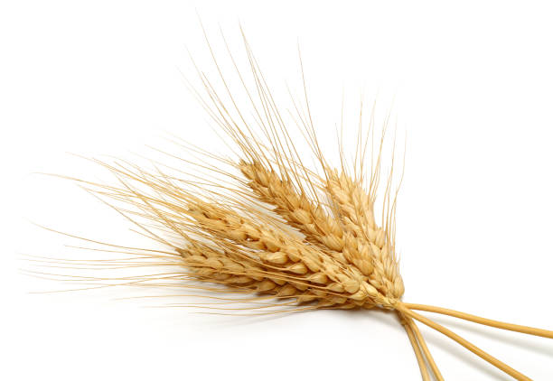 istock Bunch of wheat ears isolated on white 1143083316