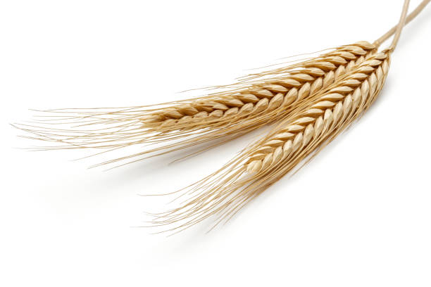 istock Bunch of wheat ears isolated on white 1143083460