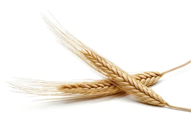 Photo of Bunch of wheat ears isolated on white