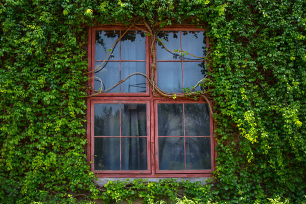 istock Window, Clambering, Glass - Material, Vegetable Garden, Window Frame 1143084283