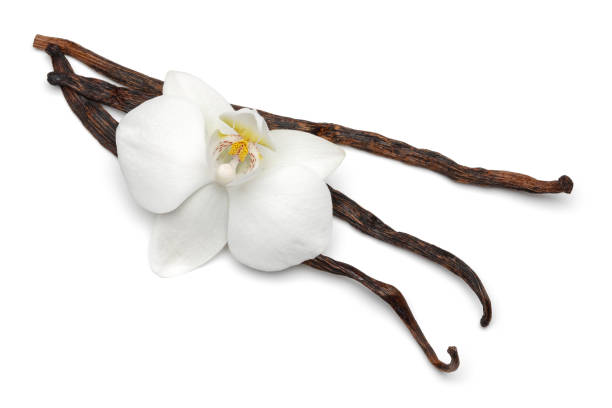 istock Vanilla sticks with orchid flower isolated on white 1143084302