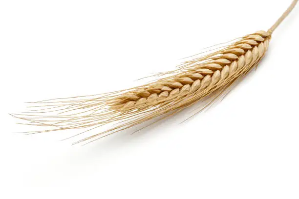 Yellow wheat ear isolated on white background