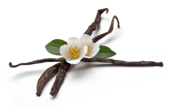 istock Vanilla sticks with jasmine flowers isolated 1143084464