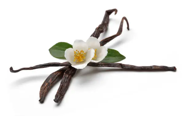 Photo of Vanilla sticks with jasmine flowers isolated