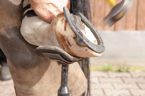 istock Blacksmith hammering a nail in a horseshoe 1143084523