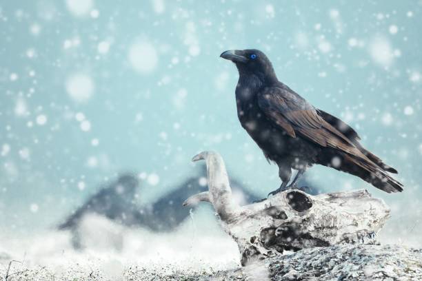 mit blauem auge auf einem schädel auf dem schnee sitzen. stilisierte fotografie - tiere sterben sehen stock-fotos und bilder