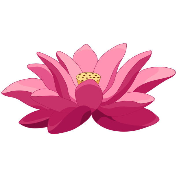 4,159 Lotus Flower Cartoon Stock Photos, Pictures & Royalty-Free Images -  iStock