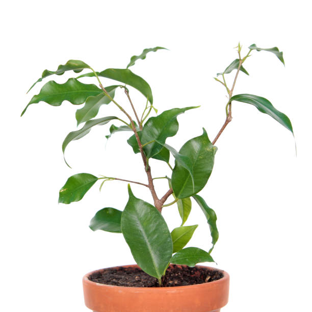 istock Ficus benjamina or Weeping Fig (cultivar Monique) in flowerpot isolated on white background 1143085506