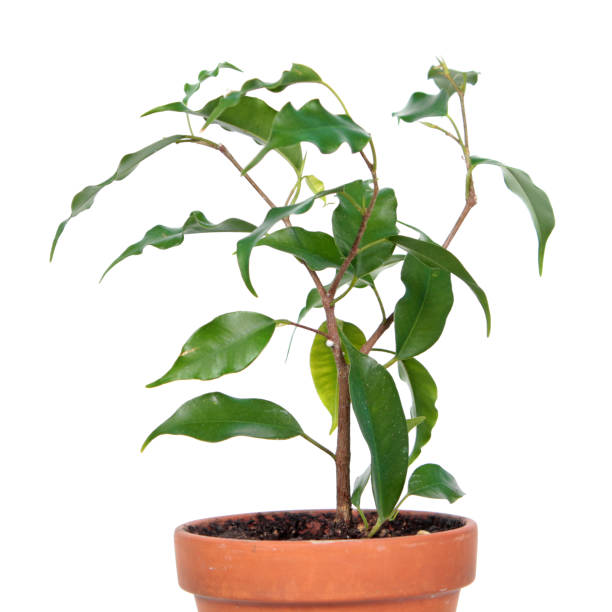 istock Ficus benjamina or Weeping Fig (cultivar Monique) in flowerpot isolated on white background 1143085518