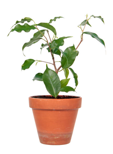 istock Ficus benjamina or Weeping Fig (cultivar Monique) in flowerpot isolated on white background 1143085525