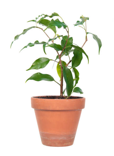 istock Ficus benjamina or Weeping Fig (cultivar Monique) in flowerpot isolated on white background 1143085569
