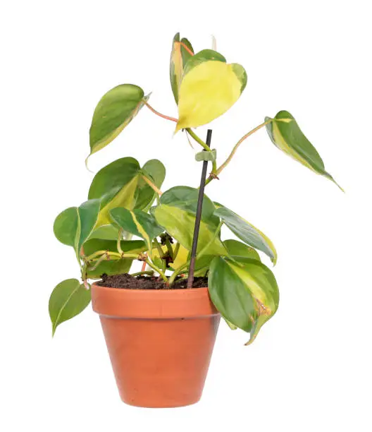 Philodendron hederaceum var. oxycardium (syn. Philodendron scandens subsp. oxycardium) with variegated green leaves in flowerpot isolated on white background