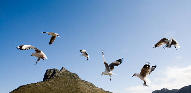 danza di gabbiani - bird animal flock of birds number 6 foto e immagini stock