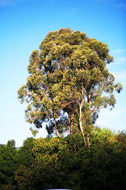 Photo of Tallest tree in the forest