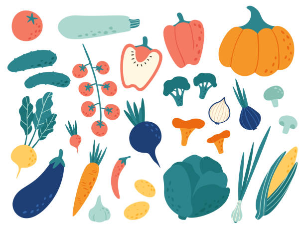 нарисованные вручную овощи. veggies питания каракули, органические веганский пищи и овощных каракули вектор иллюстрации набор - zucchini stock illustrations