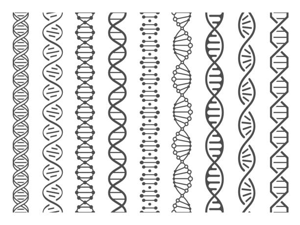 Seamless DNA spiral. Adn helix structure, genomic model and human genetics code pattern vector illustration set Seamless DNA spiral. Adn helix structure, genomic model and human genetics code. Genome alteration, chemistry adn gen research. Vector isolated illustration set adn stock illustrations
