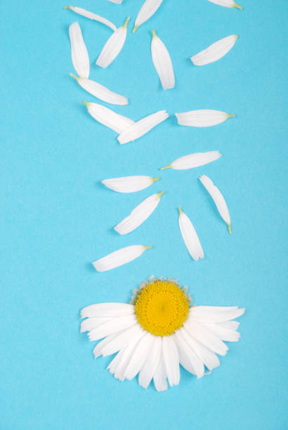 istock Flowers and petal composition. Chamomile on a blue background. 1143090186