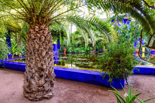 マジョレル庭園 - morocco majorelle gardens formal garden islam ストックフォトと画像