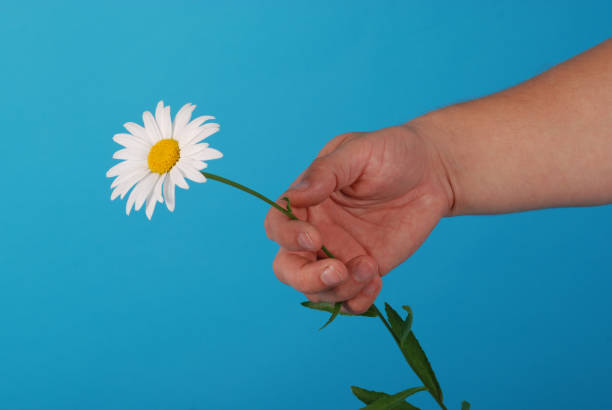 istock Male hand holding a chamomile 1143091367