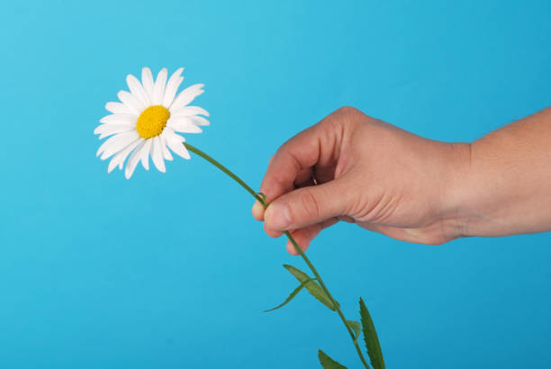 istock Male hand holding a chamomile 1143091380