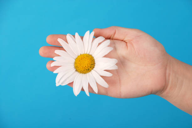 istock Male hand holding a chamomile 1143091403