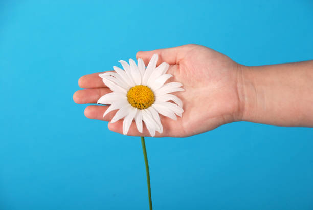 istock Male hand holding a chamomile 1143091416